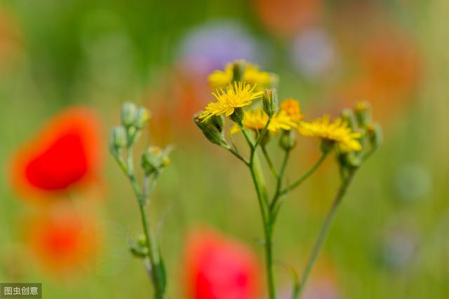 老醫生講：“吃三菜、飲二茶”，健康保健又健康養生