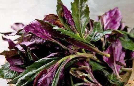 補血菜的副作用有哪些 吃補血菜的禁忌