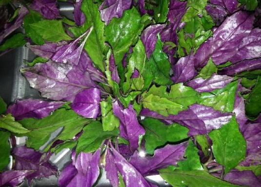 補血菜的副作用有哪些 吃補血菜的禁忌