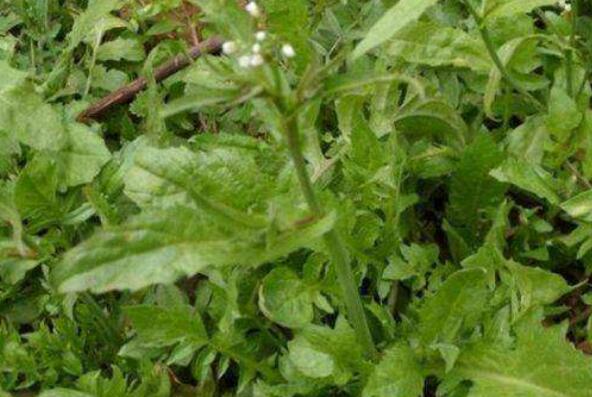 田薺菜的功效與作用 吃田茼蒿的益處