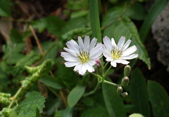 苦菜花泡水喝對身體益處與傷害