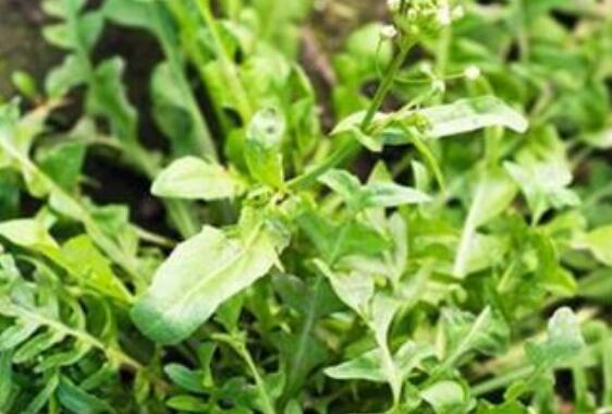 地菜的作用與功效 地菜的禁忌