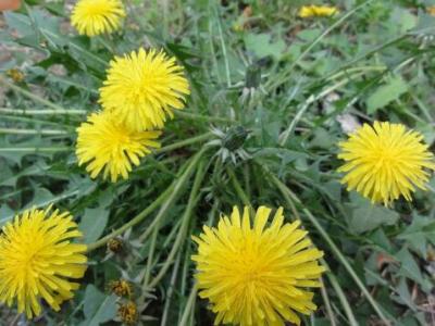 苦菜花的作用與功效 苦麻菜的不良反應(yīng)