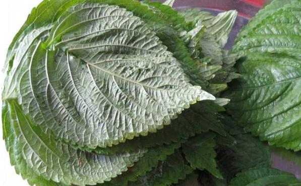 白蘇葉和紫蘇葉的差別