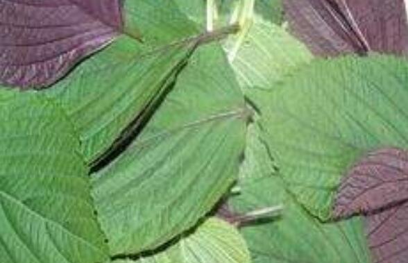 白蘇葉和紫蘇葉的差別