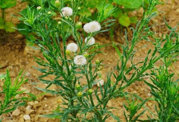 小蓬草如何吃 小蓬草的吃法