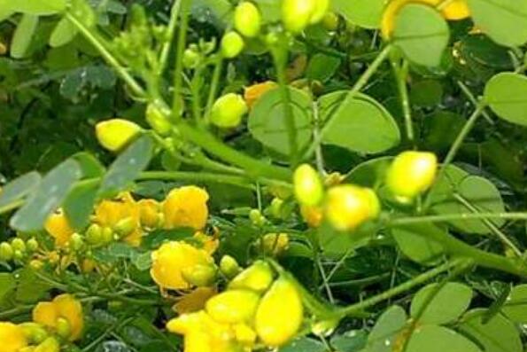 山扁豆怎么做好吃 山扁豆的做法全集