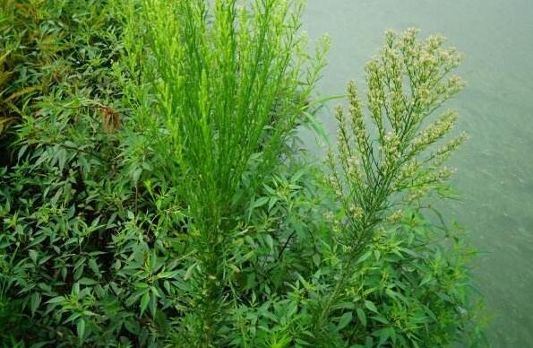 小蓬草如何吃 小蓬草的吃法