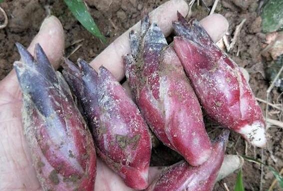 野生姜的作用與功效