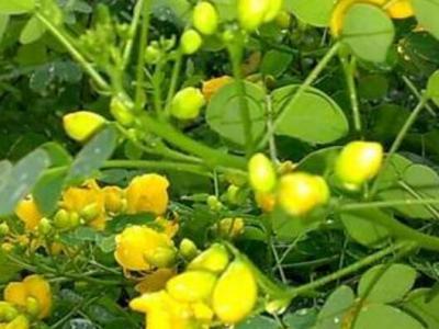 山扁豆怎么做好吃 山扁豆的做法全集