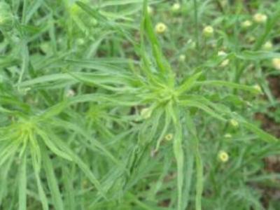 野塘蒿的作用與功效 野塘蒿的不良反應(yīng)與禁忌