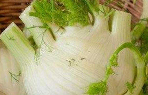 茴香根的作用與功效 茴香根的不良反應與禁忌