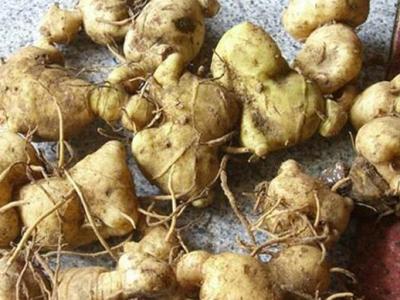 野山姜和巴戟天區別 黃精的功效與作用