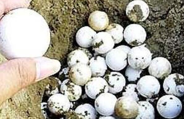 甲魚蛋的作用與功效 甲魚蛋的不良反應