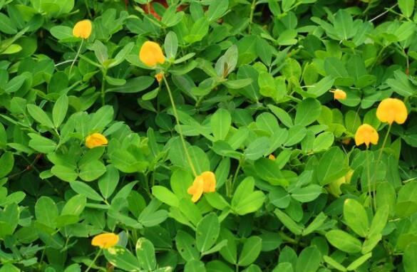 花生秧的作用與功效