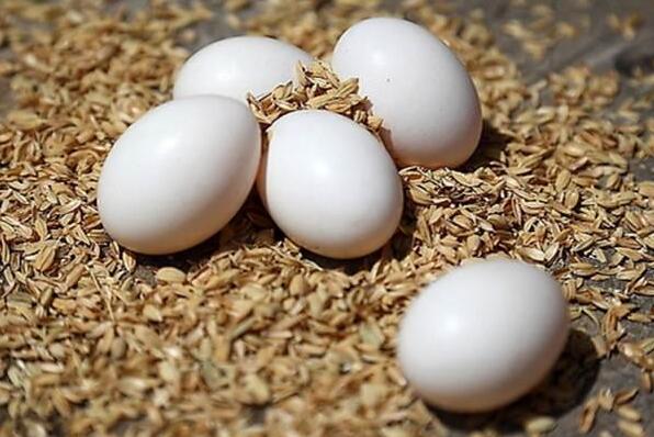 鴿蛋的作用與功效 鴿蛋的營養成分