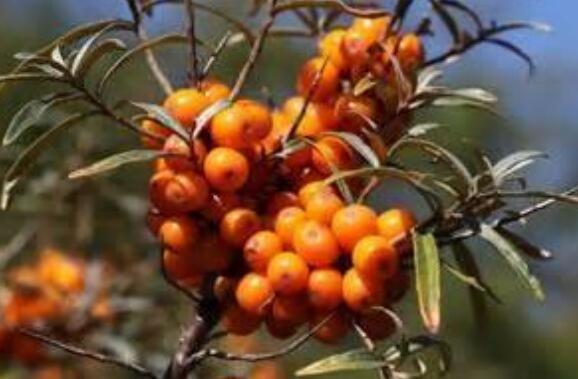 沙棘籽油的作用與功效 沙棘籽油如何吃