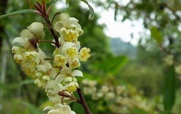 山胡椒花怎么做好吃 山胡椒花的做法