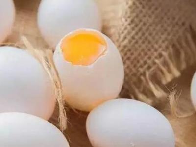 鴿蛋的作用與功效 鴿蛋的營養成分