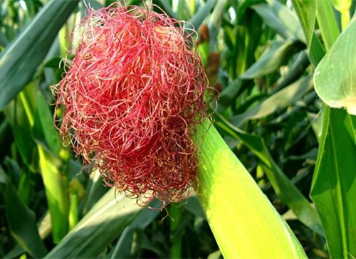 玉米須的作用與功效 玉米須的禁忌