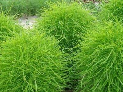 掃帚菜的作用與功效 掃帚菜的不良反應(yīng)