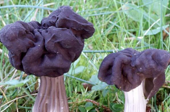 鞍子菌的功效與作用 吃鞍子菌的益處