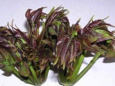 椿葉的作用與功效 椿葉是否危害