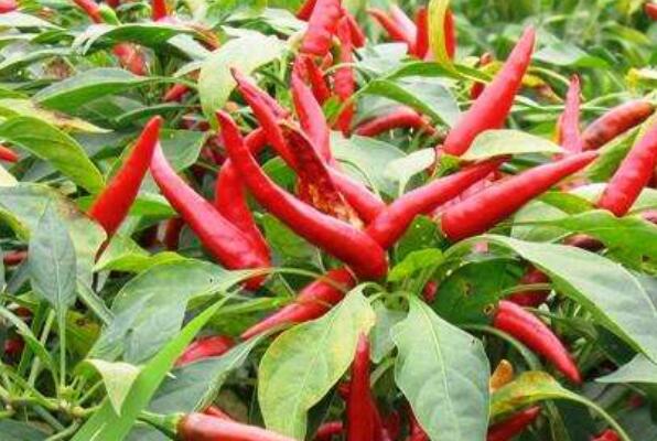 指天椒和小米辣的差別 指天椒的作用與功效