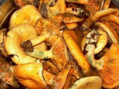 紫花菌怎樣吃 紫花菌的做法教程