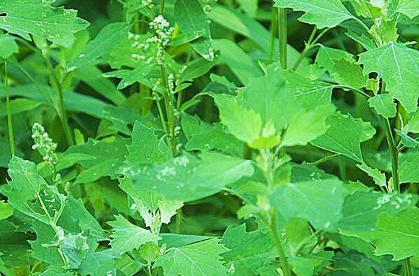 灰菜的作用與功效及不良反應(yīng)