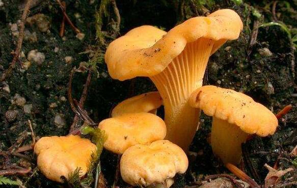 黃絲菌的作用與功效 黃絲菌的禁忌