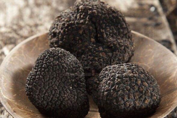 豬拱菌泡酒的作用與功效