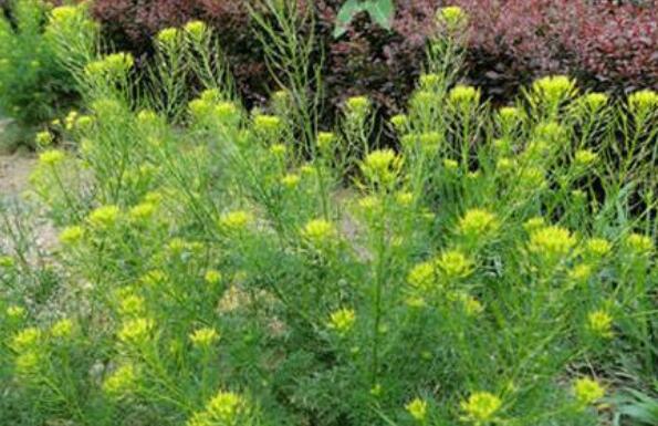 麥蒿的作用與功效 麥蒿的不良反應(yīng)