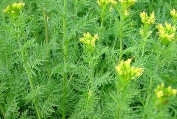 麥蒿的作用與功效 麥蒿的不良反應(yīng)