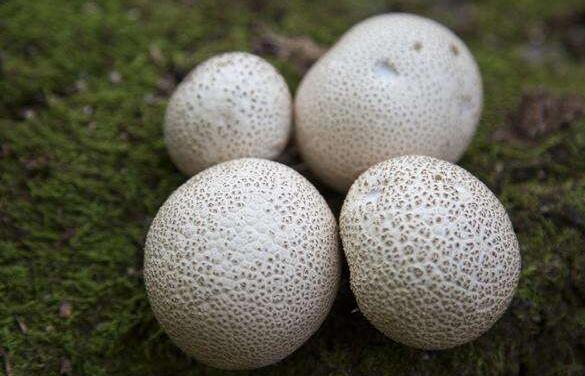 馬勃菌的作用與功效 馬勃菌如何吃