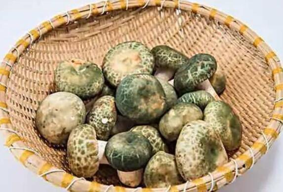 晾干的青頭菌如何吃 青頭菌的恰當吃法