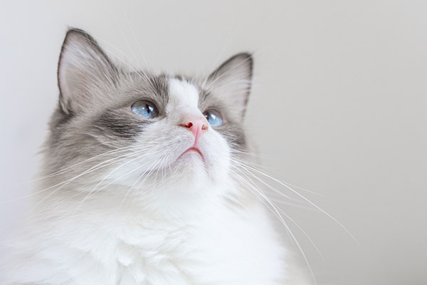 被貓抓了一下輕度皮破要注射嗎