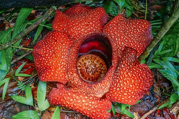 霸王花的作用與功效