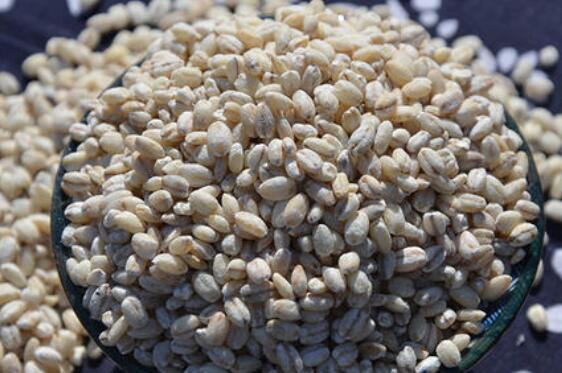 青稞粥如何熬 青稞粥的做法教程