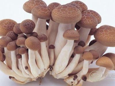 熱門蘑菇食譜 給你的腸道洗洗澡吧