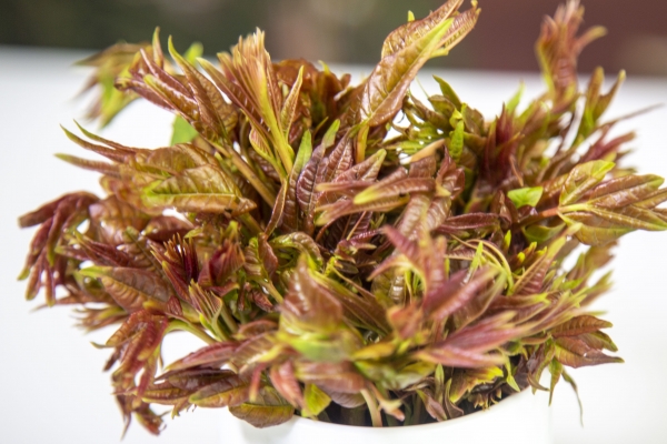 懷孕初期可以吃香椿嗎 懷孕初期適合吃的水果