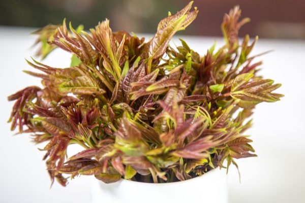 香椿可以曬干保存嗎 香椿怎么曬干