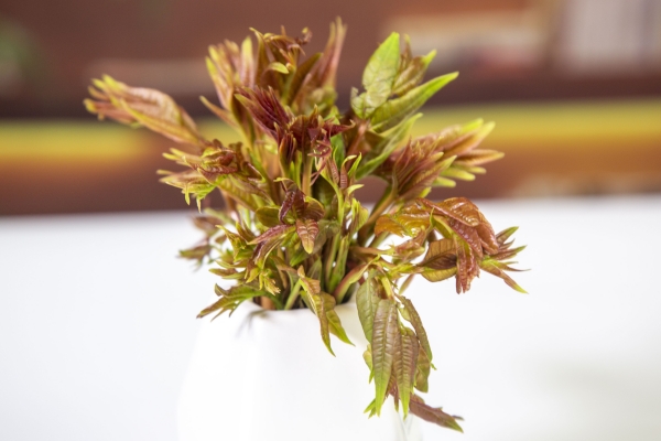 香椿可以吃到什么季節 四月份適合吃什么蔬菜