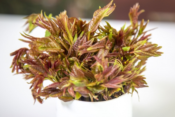 香椿芽的功效與作用 適合驚蟄節氣吃的蔬菜