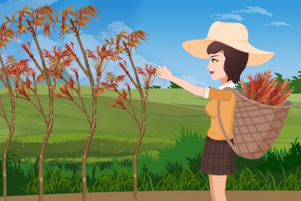 香椿芽不焯水可以直接炒嗎 香椿采摘的注意事項(xiàng)