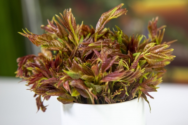 香椿吃多了有什么危害 適量吃香椿有什么好處-易網<a href=http://www.gyfww.com/ target=_blank class=infotextkey>健康養生</a>網 香椿吃多了有什么危害 適量吃香椿有什么好處