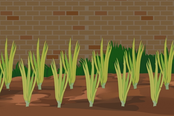 香椿芽的功效與作用 適合驚蟄節氣吃的蔬菜