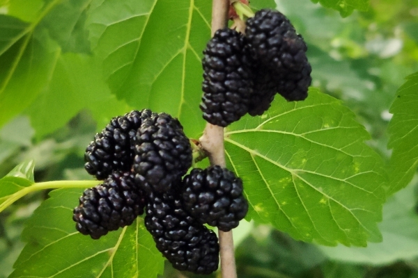 女人每晚喝一杯桑葚酒的好處 桑葚干的吃法