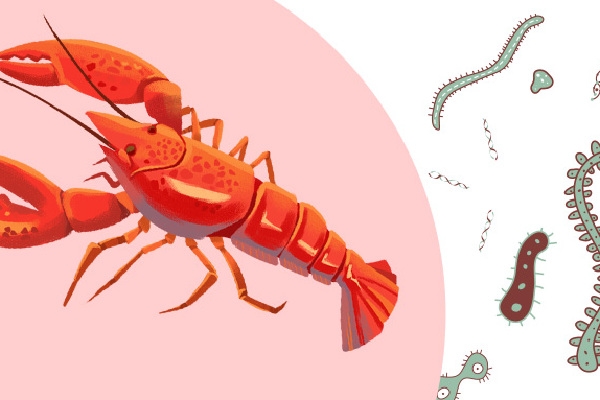 小龍蝦頭部的黃色部分能吃嗎 什么人不適合吃小龍蝦