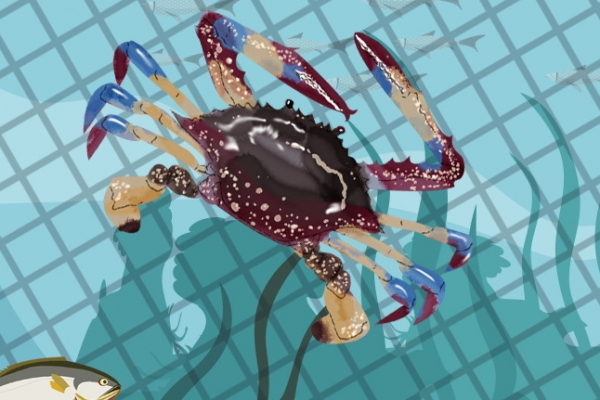 上午買的梭子蟹到晚上吃怎么保存 吃梭子蟹需要注意什么-易網健康<a href=http://www.gyfww.com/jkys/ target=_blank class=infotextkey>養生</a>網 上午買的梭子蟹到晚上吃怎么保存 吃梭子蟹需要注意什么